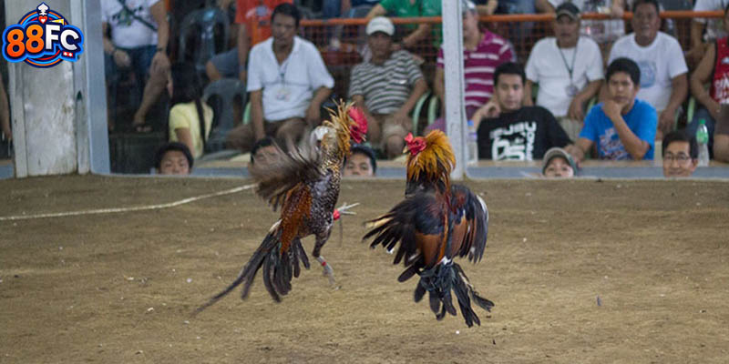Đá gà trực tiếp C2 quy tụ nhiều chiến kê chất lượng