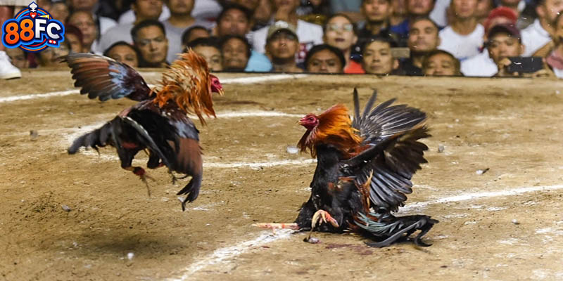 Đá gà trực tiếp C2, giải đấu hấp dẫn