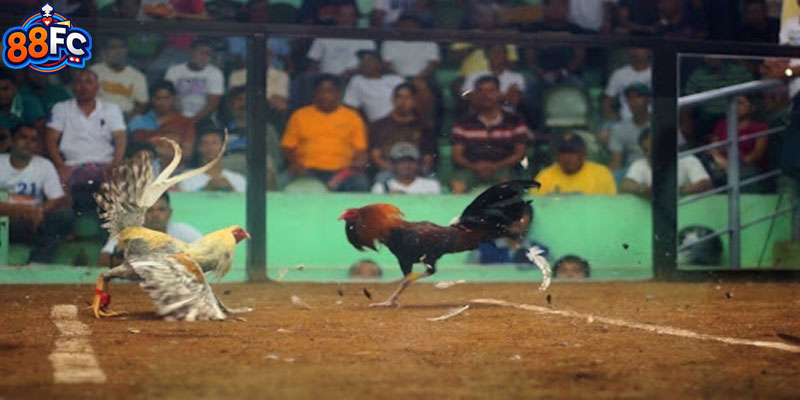 Nhiều loại hình đá gà trực tiếp C3 để tham gia