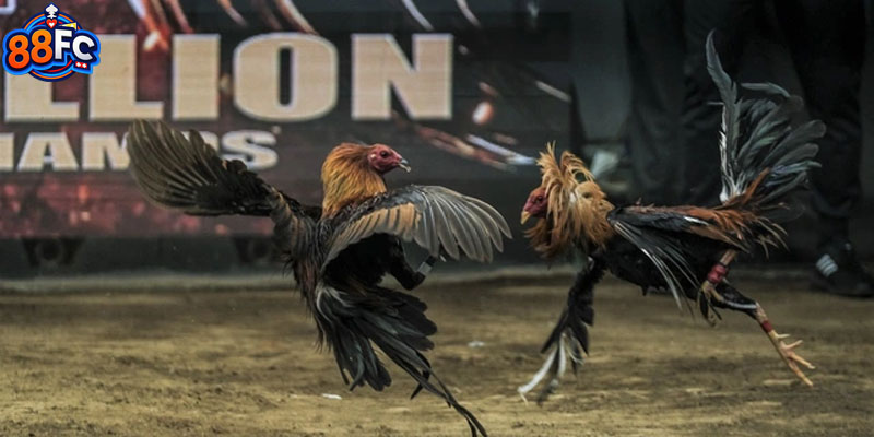 Xem đá gà trực tiếp C3 trực tuyến